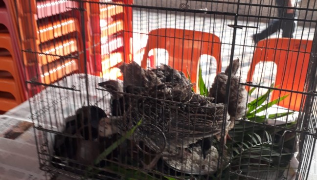 Animal Bonding Activity