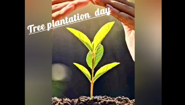 Pre Primary Tree Plantation Day Celebration 2022-23 | Saraswati School Rabodi in Thane